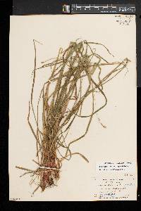 Carex debilis var. rudgei image