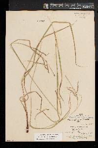 Carex debilis var. rudgei image