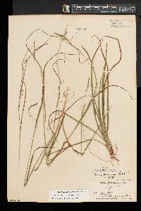 Carex debilis var. rudgei image