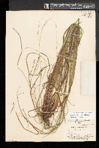 Carex debilis var. rudgei image