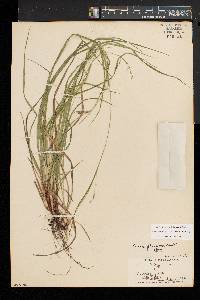 Carex debilis var. rudgei image