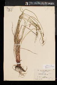 Carex debilis var. rudgei image