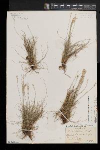 Carex eburnea image