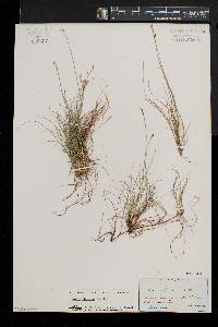 Carex eburnea image