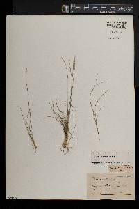 Carex eburnea image