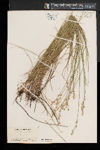 Carex festucacea image