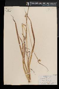 Carex folliculata image