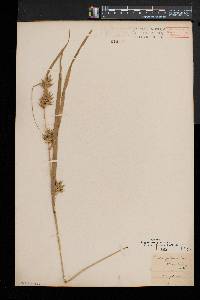 Carex folliculata image