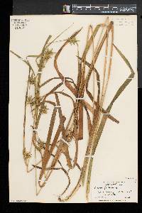 Carex folliculata image