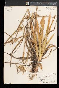 Carex folliculata image