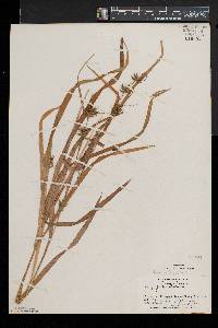 Carex folliculata image