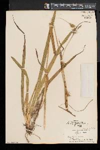 Carex folliculata image