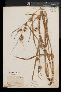 Carex folliculata image