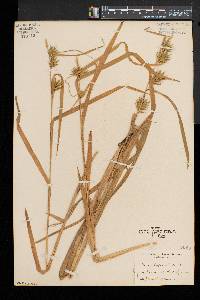 Carex folliculata image