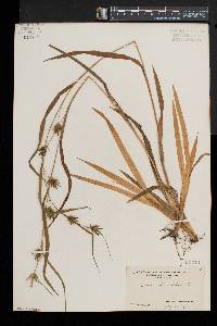 Carex folliculata image