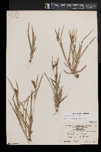 Carex glaucodea image