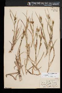 Carex glaucodea image