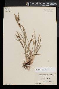 Carex glaucodea image