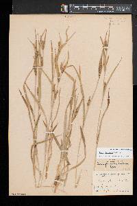 Carex glaucodea image