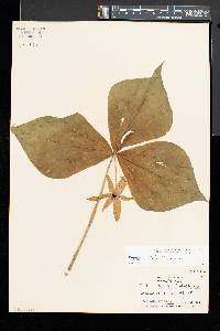 Trillium erectum image