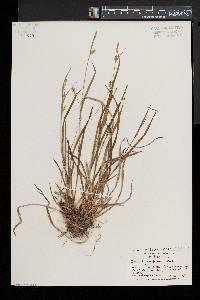 Carex gracilescens image