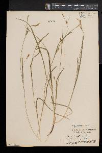 Carex gracilescens image