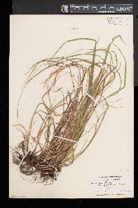 Carex gracilescens image