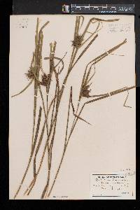 Carex grayi image