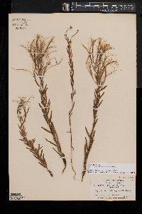 Epilobium strictum image