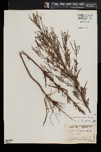 Epilobium leptophyllum image