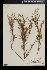 Epilobium leptophyllum image