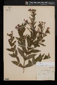 Epilobium hirsutum image