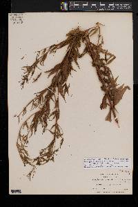 Epilobium wisconsinense image