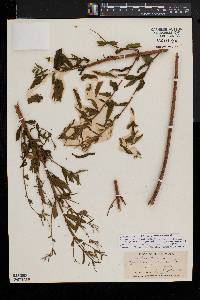 Epilobium wisconsinense image