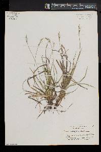 Carex hirtifolia image