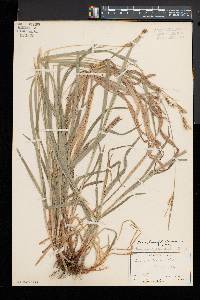 Carex hirtifolia image