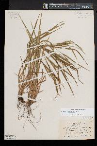 Carex hitchcockiana image