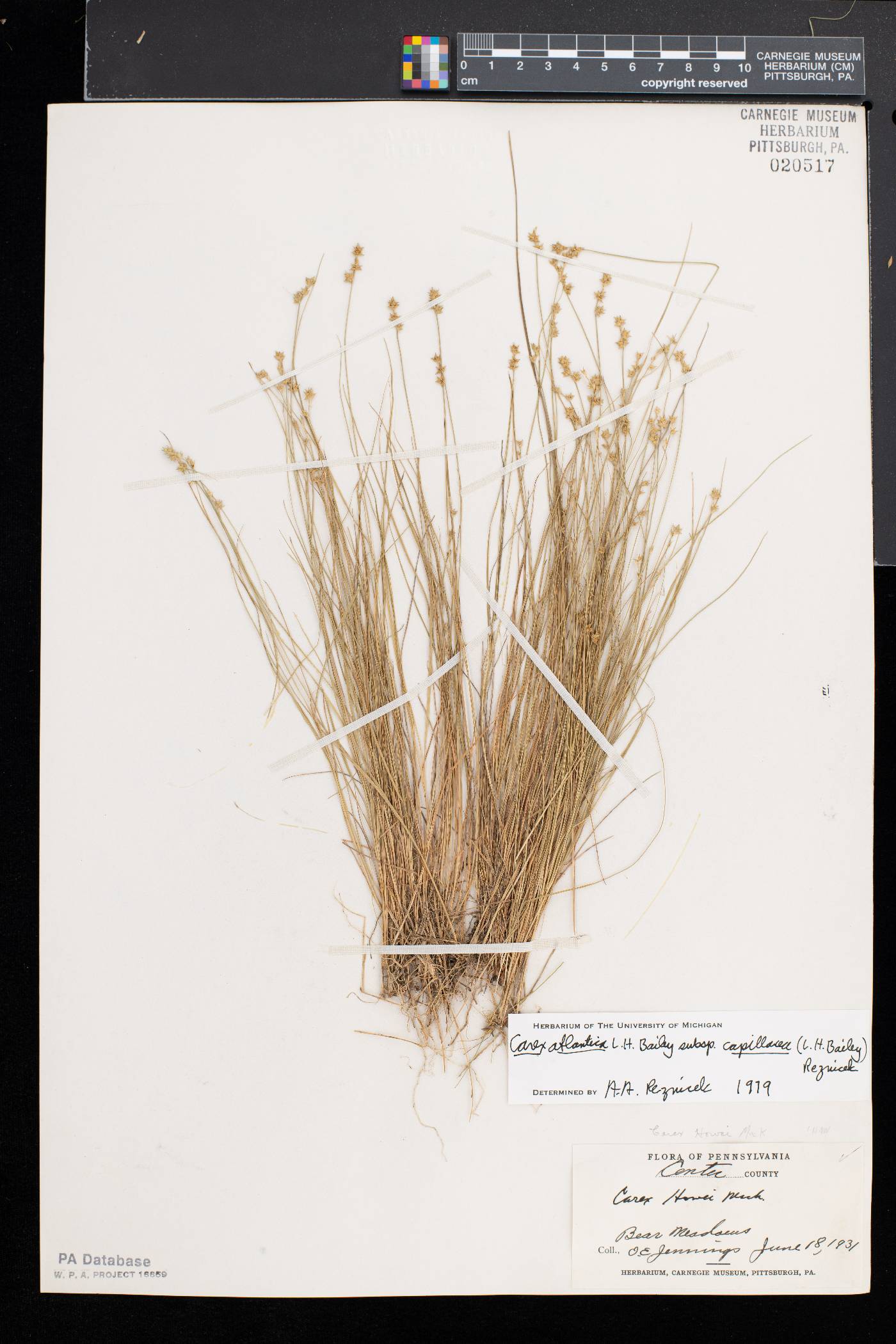 Carex atlantica subsp. capillacea image