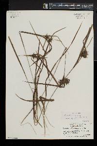 Carex intumescens var. intumescens image