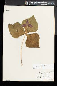 Trillium erectum image