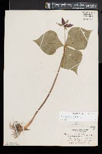 Trillium erectum f. erectum image