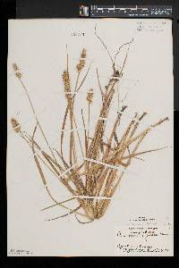 Carex laevivaginata image