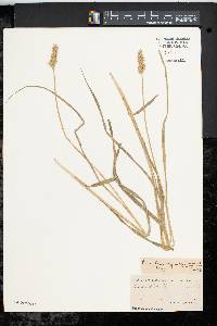 Carex laevivaginata image