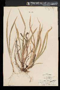 Carex laxiculmis image