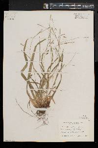 Carex laxiculmis image