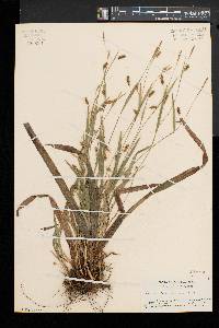 Carex laxiculmis image