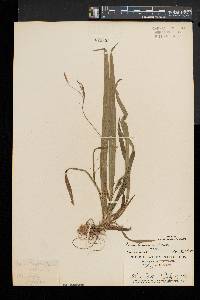 Carex laxiculmis image