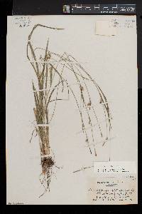 Carex striatula image