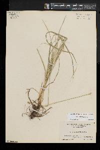 Carex leavenworthii image