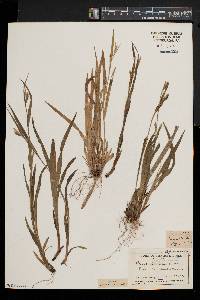 Carex leptonervia image